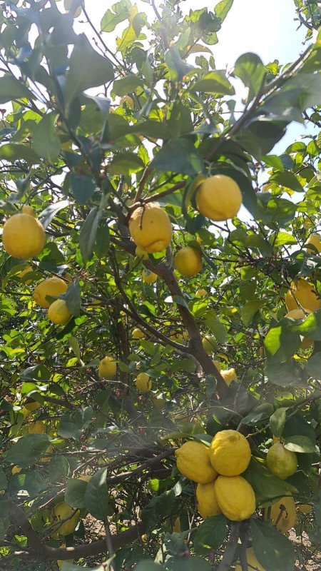 Lemon from Turkey